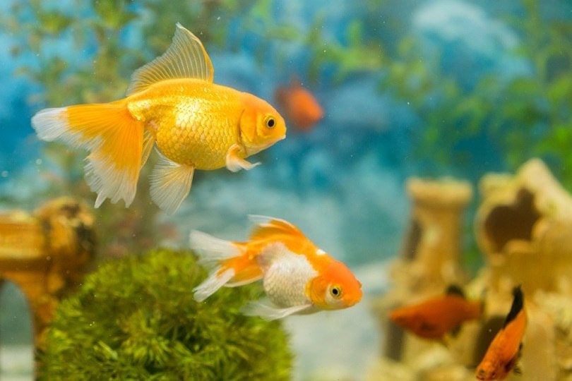Do fish have good memories or are they forgetful?