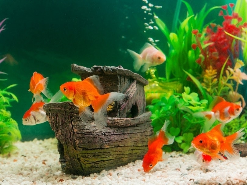 8 Best Substrates for Goldfish Tanks 2024: Reviews & Top Picks