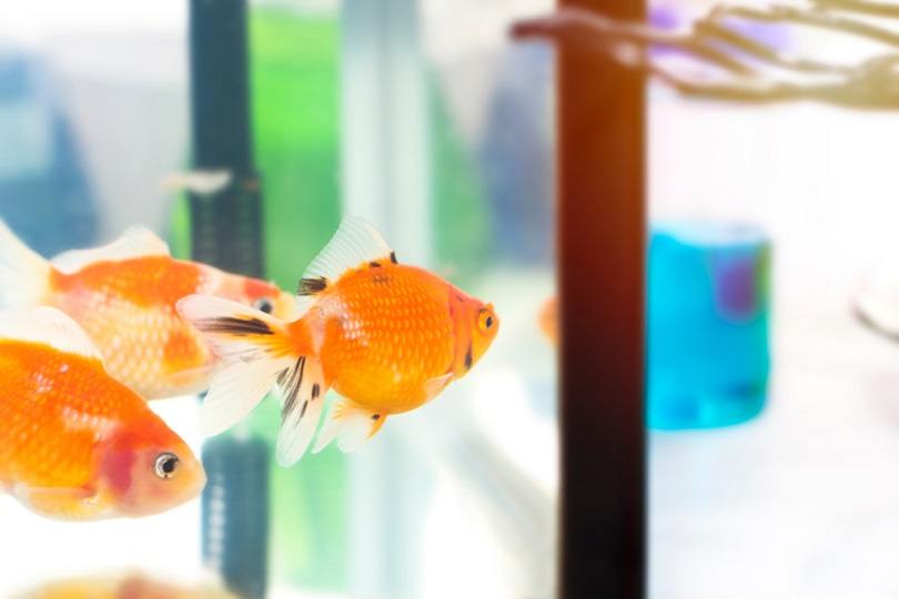 Goldfish in tank near test tube_Suthiporn Hanchana_shutterstock