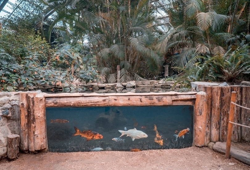 9 DIY Outdoor Fish Tank Ideas (With Pictures)