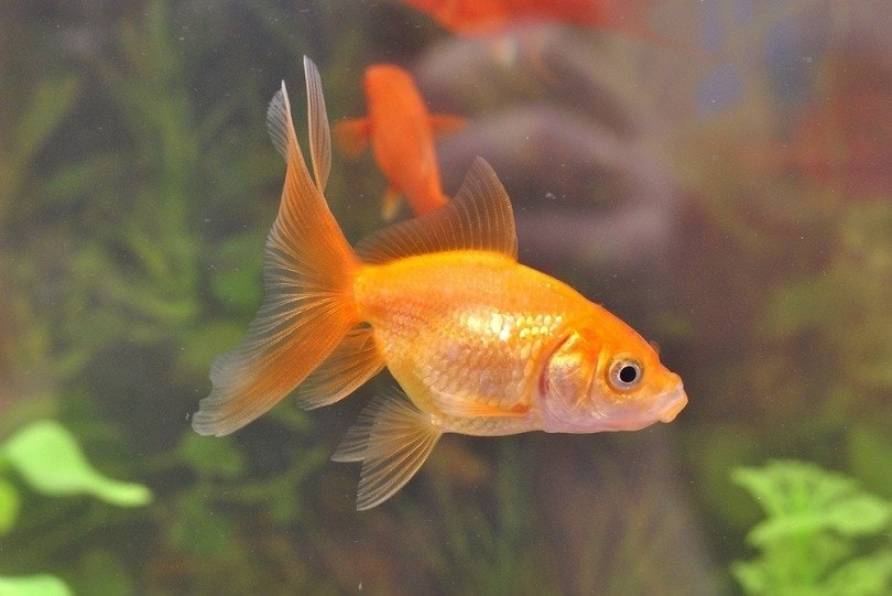 Goldfish swim in an aquarium