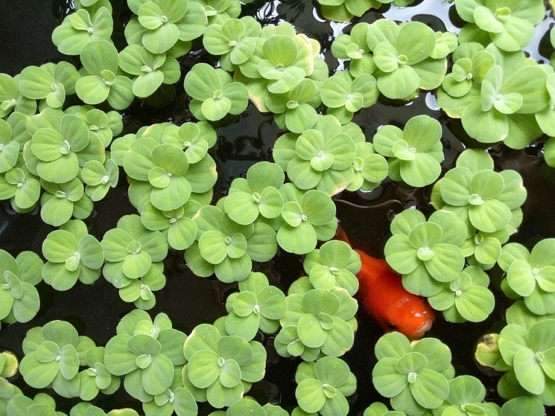 goldfish swimming in tub full of duckweed