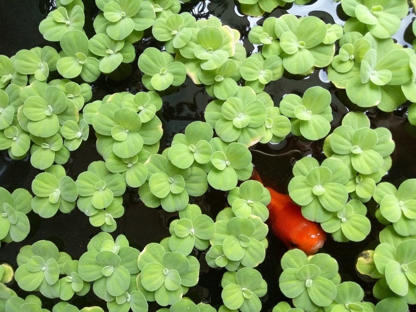 Goldfish swimming in a tub filled with duckweed_Sorakrai Tangnoi_shutterstock