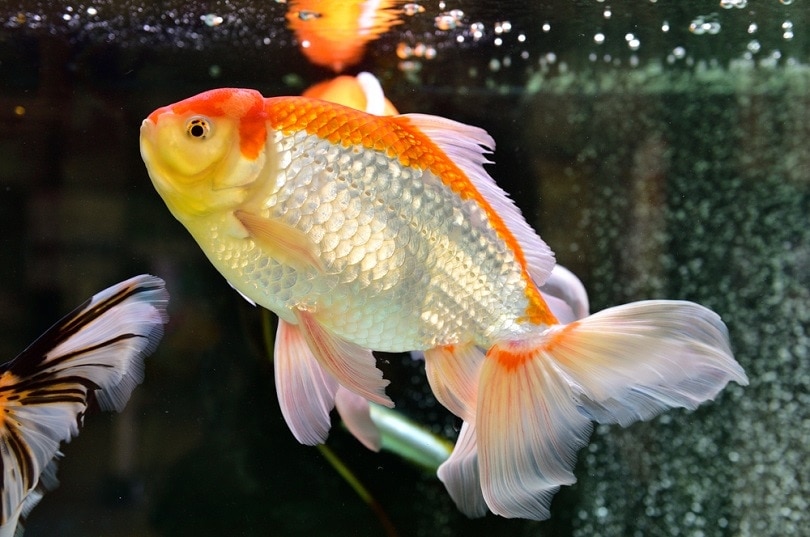 goldfish swimming in the aquarium