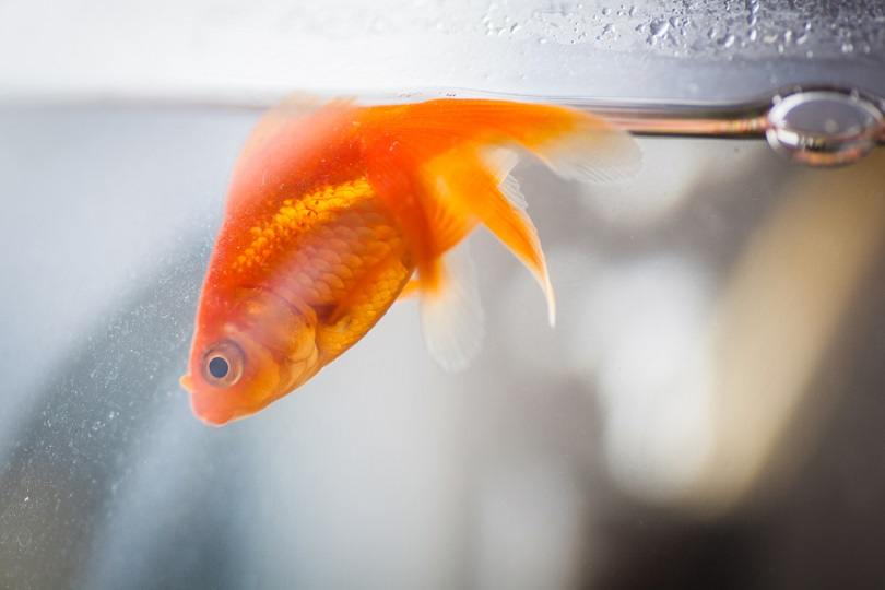 Goldfish that has recently died floating_Jammy Photography_shutterstock