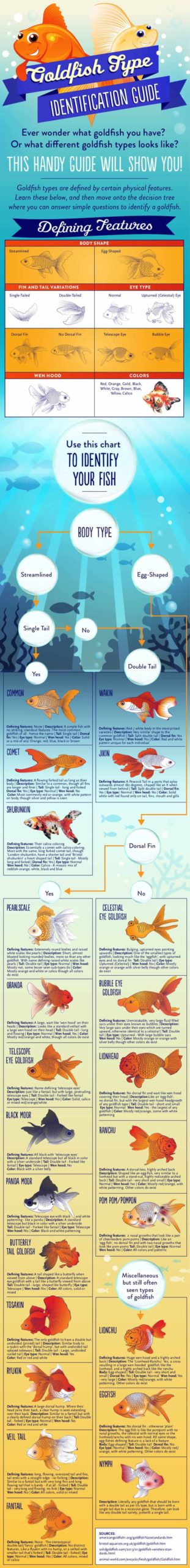 Type of Goldfish infographic charting all common goldfish types and how to identify them