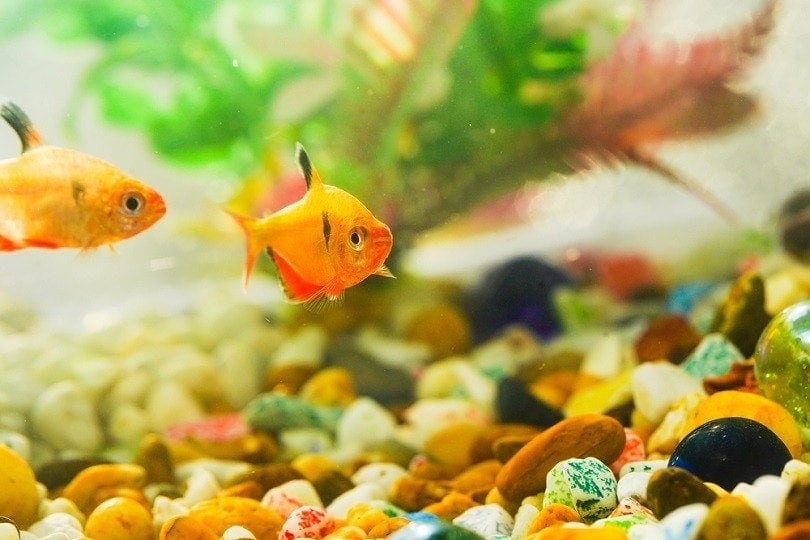 Goldfishaquarium-a-fish-on-the-background_Chaikom_shutterstock