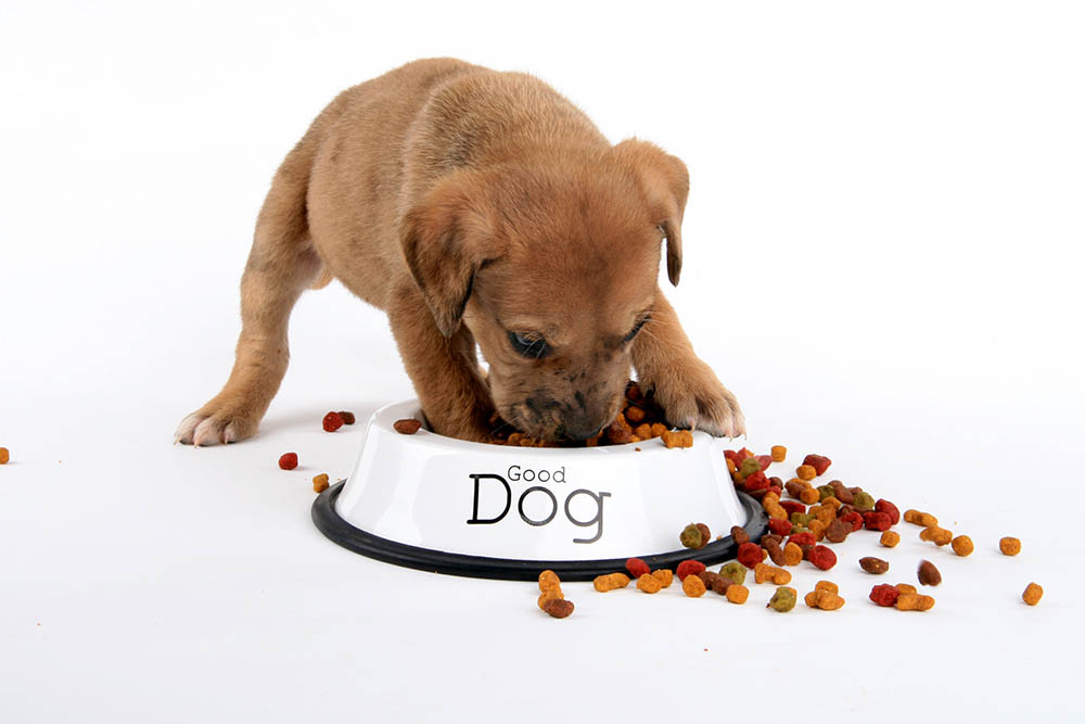 10 Best Dog Foods for Great Dane Puppies - Hepper