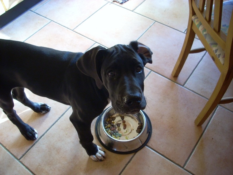 Great Dane puppy eating food from his bowl