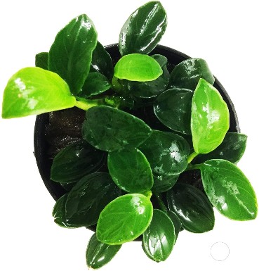 Greenpro Anubias Nana Petite