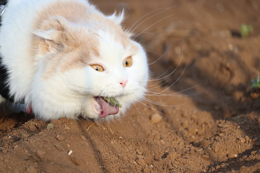 Hairball spitting cat