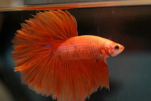 Cận cảnh một con cá betta cam Half Sun