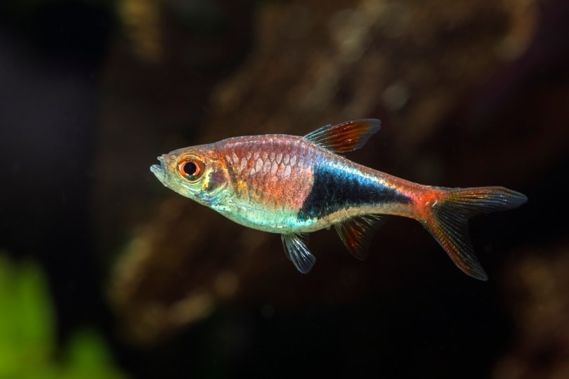 Harlequin rasbora with sales betta