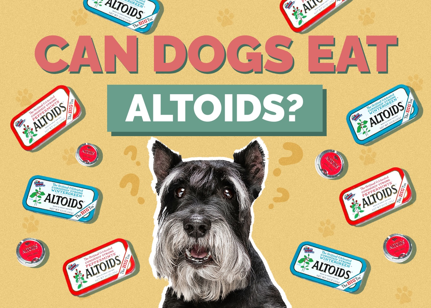 Can Dogs Eat Altoids