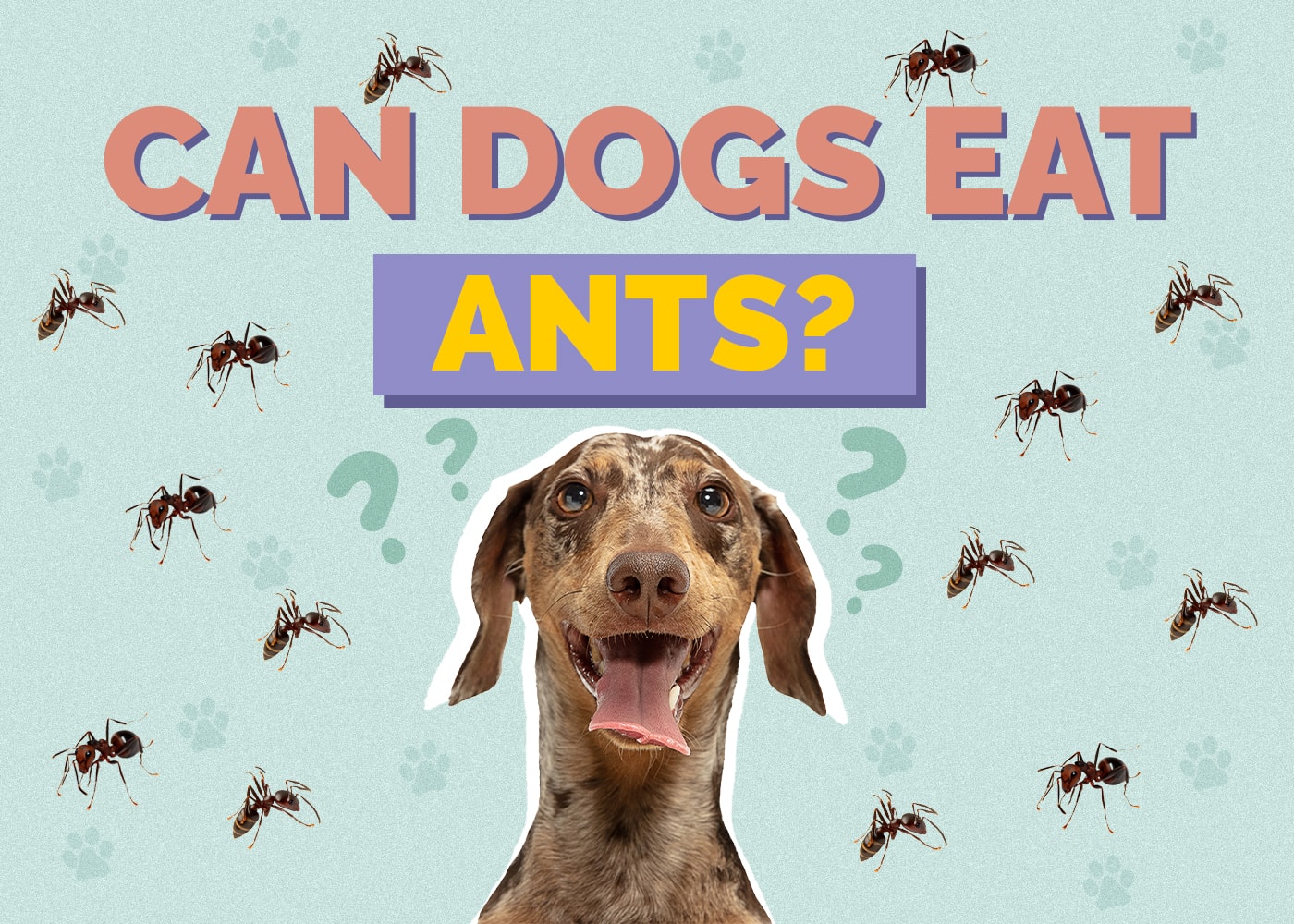 Can Dogs Eat Ants? Vet Approved Facts & FAQ Hepper