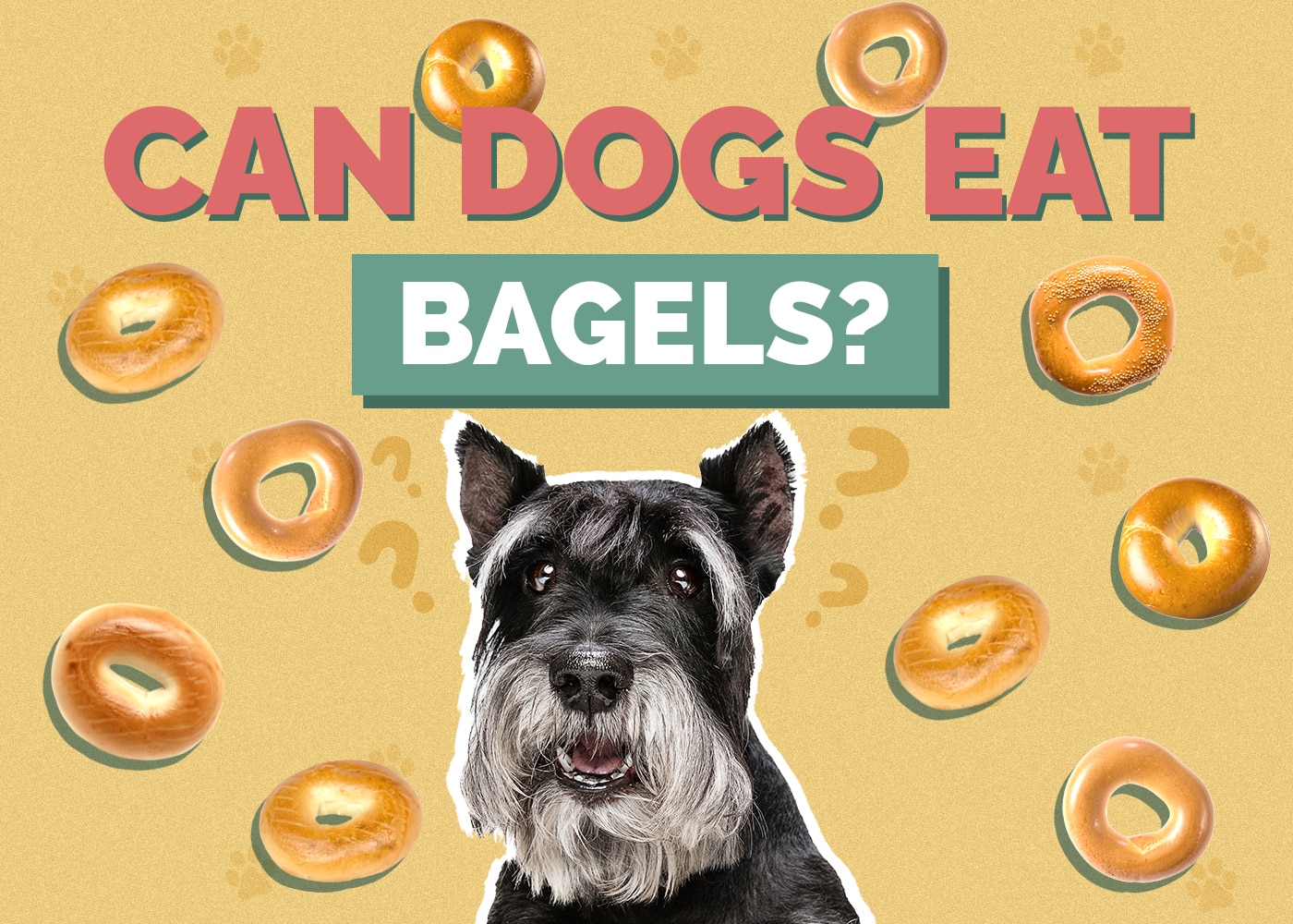 Can Dogs Eat Bagels