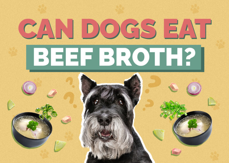 Can Dogs Eat Beef Broth? Vet Reviewed Facts & FAQ Hepper
