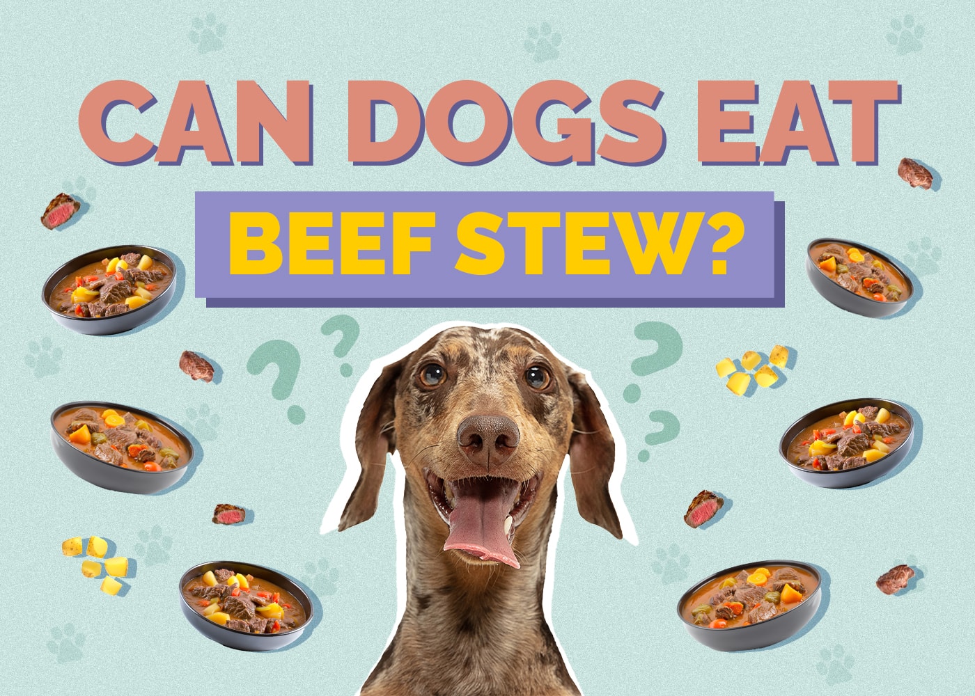 Can Dogs Eat Beef Stew