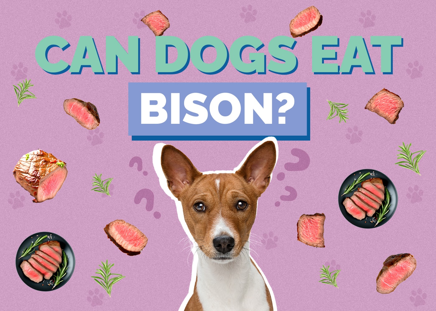 Can Dogs Eat Bison