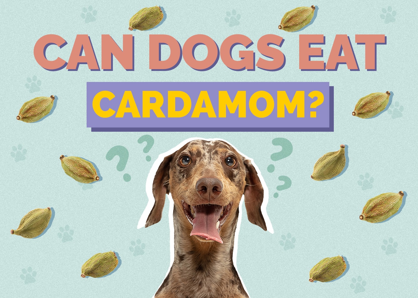 Can Dogs Eat Cardamom