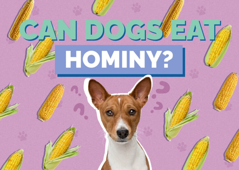 Can Dogs Eat Hominy? VetApproved Facts & FAQ Hepper