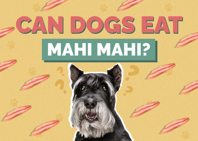 Can Dogs Eat Mahi Mahi? The Surprising Answer! Hepper