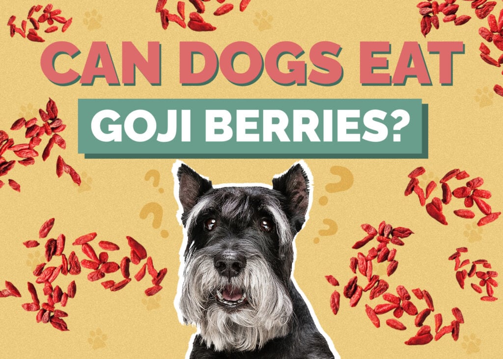 Can Dogs Eat Goji Berries? How Healthy Is It? Hepper
