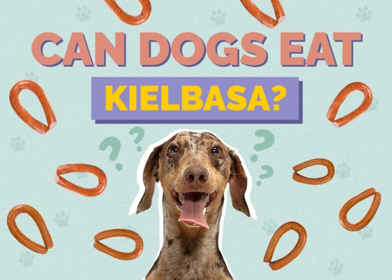 can-dogs-eat-kielbasa-vet-reviewed-facts-faqs-hepper