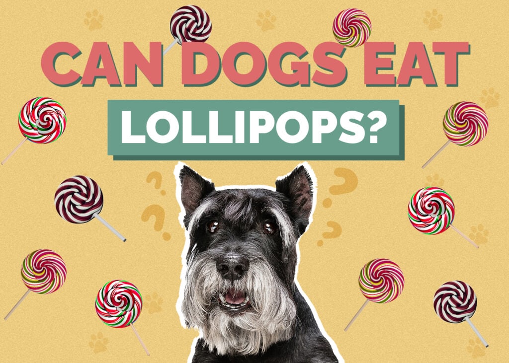 Can Dogs Eat Lollipops