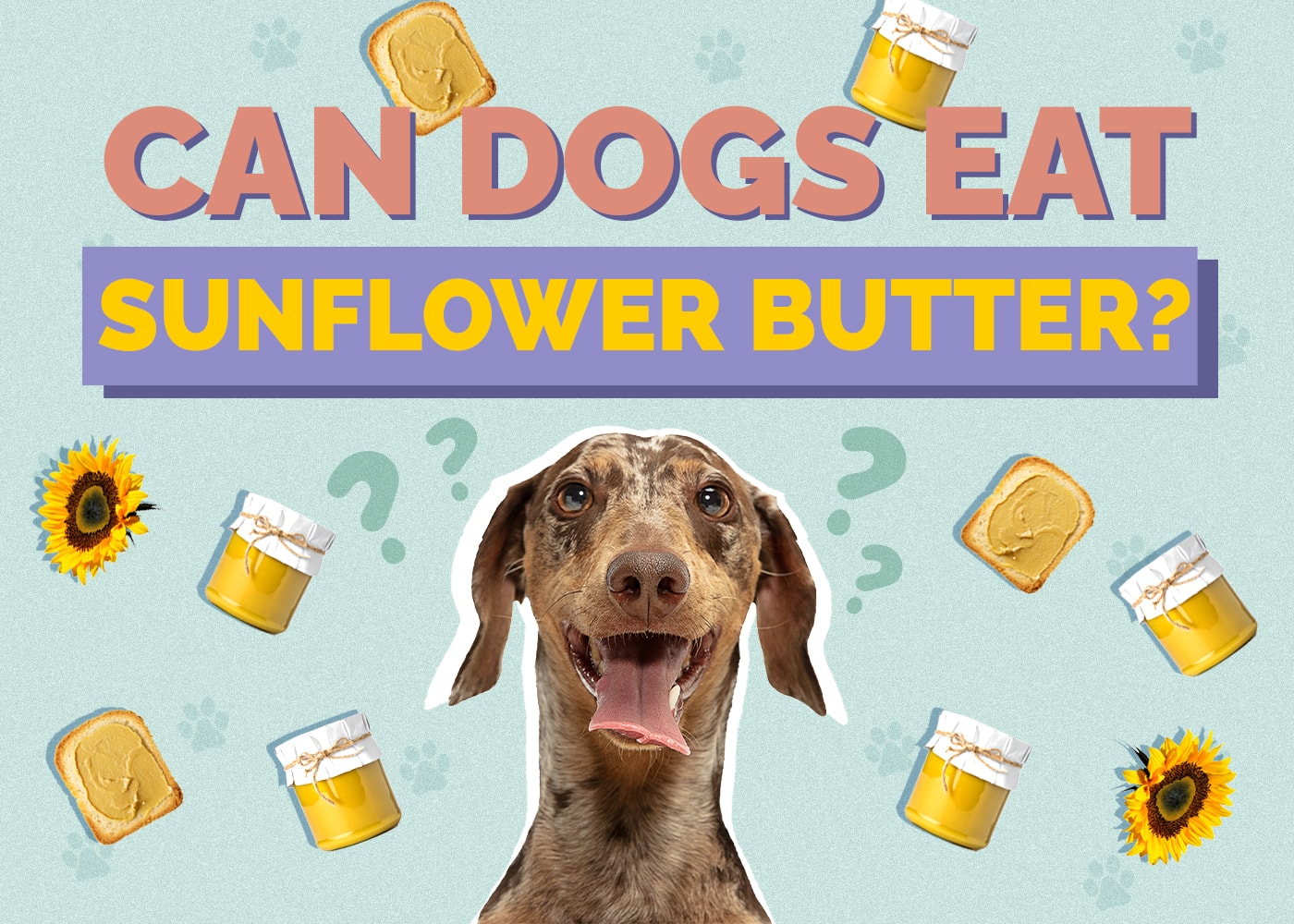 Can Dogs Eat Sunflower Butter