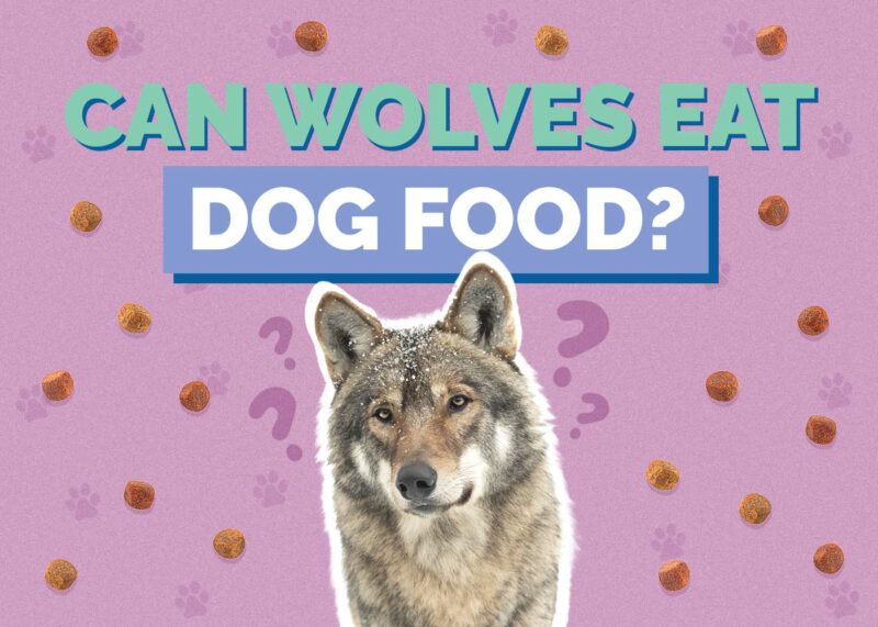 Hepper_Can Wolves Eat_Dog Food
