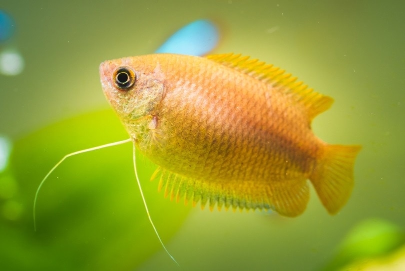 Honey-gourami