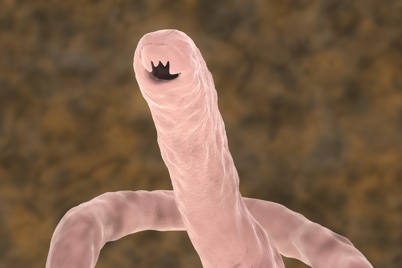 Hookworm under the microscope