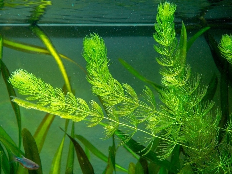 Hornwort plant Ceratophyllum demersum_Joan Carles Juarez_shutterstock