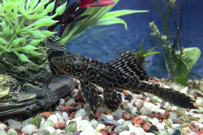 Hypostomus Plecostomus