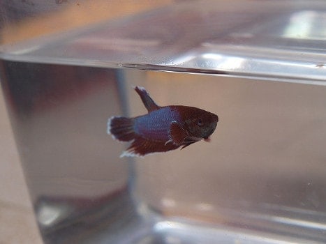 Betta fish alone in a hospital tank