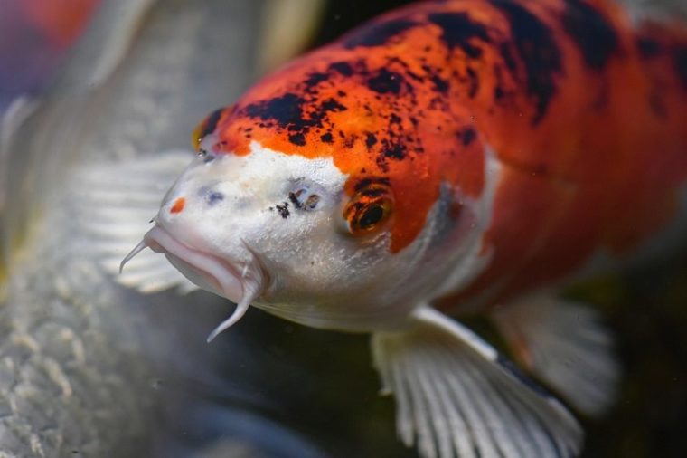 151 Fun Koi Fish Names for Every Color Hepper
