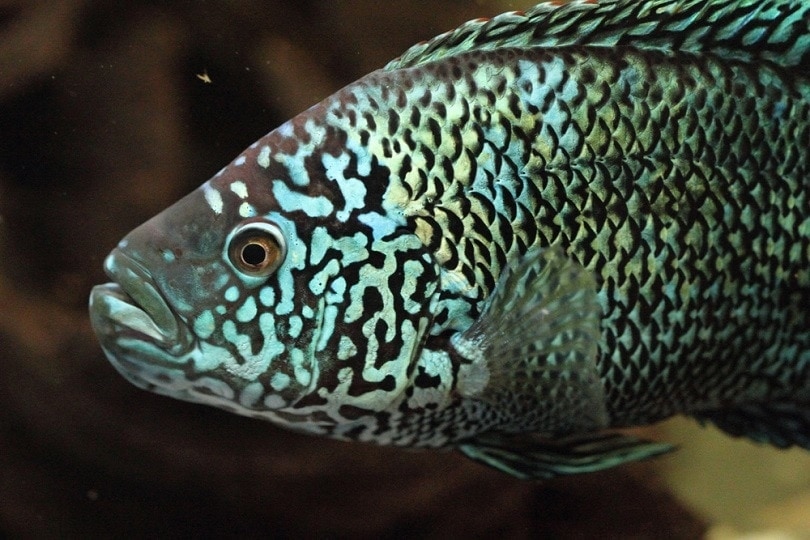 Jack dempsey fish care cheap