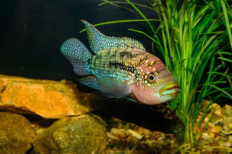 Jack Dempsey_shutterstock_Karel Zahradka