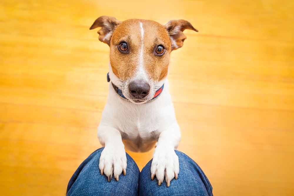 Jack russell dog ready for a walk with owner or hungry ,begging on lap