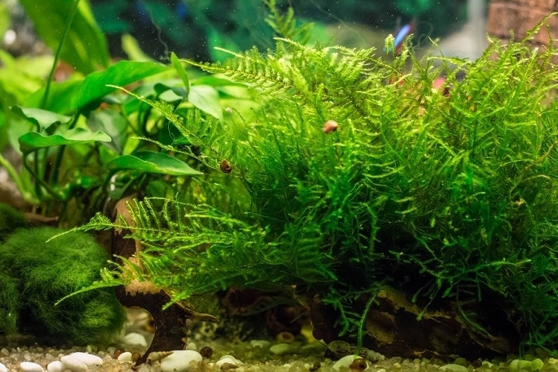 Java Moss: Care Guide, Tips, Planting & Growing