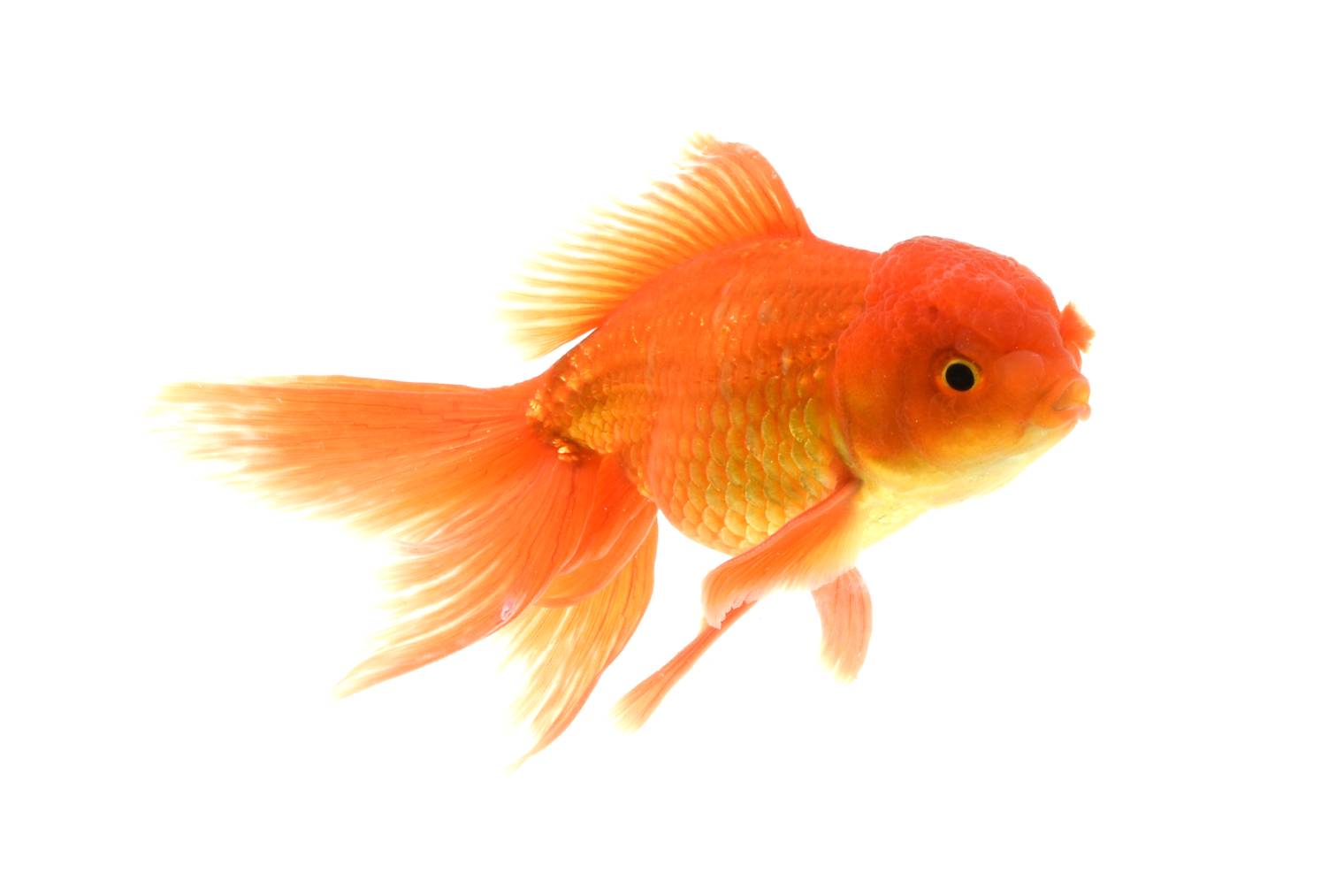 Guppies shop with goldfish