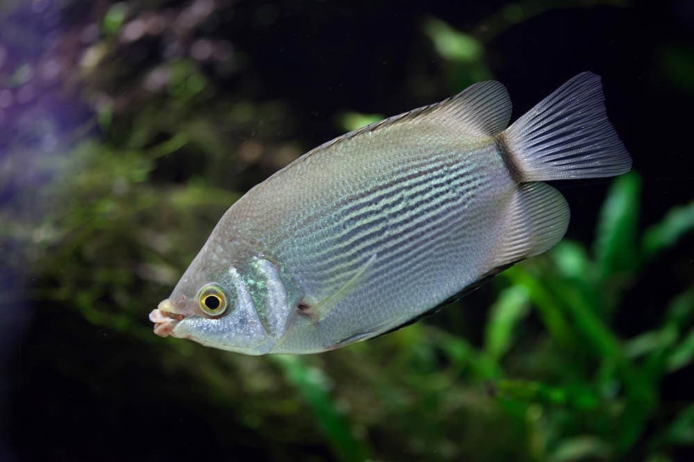 Kissing gourami