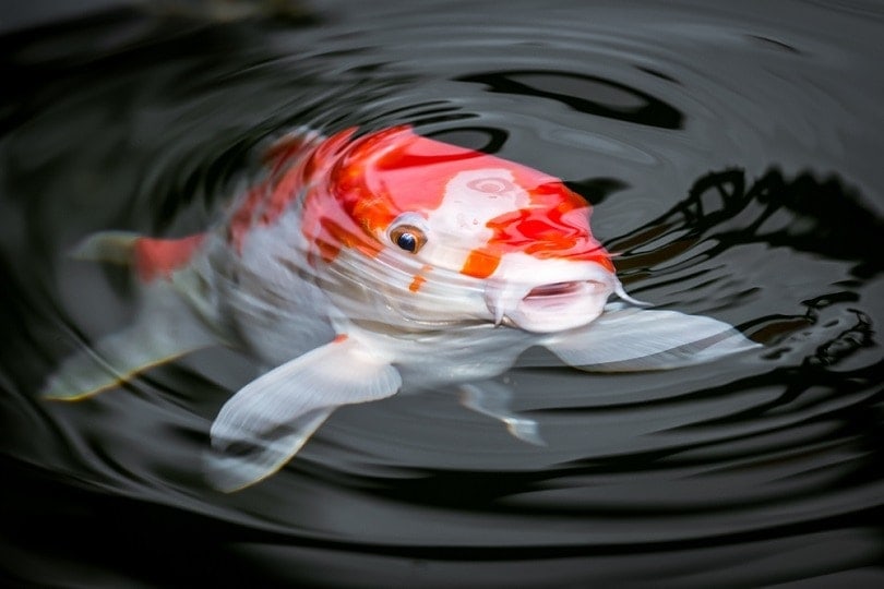 5 Facts About Koi Fish