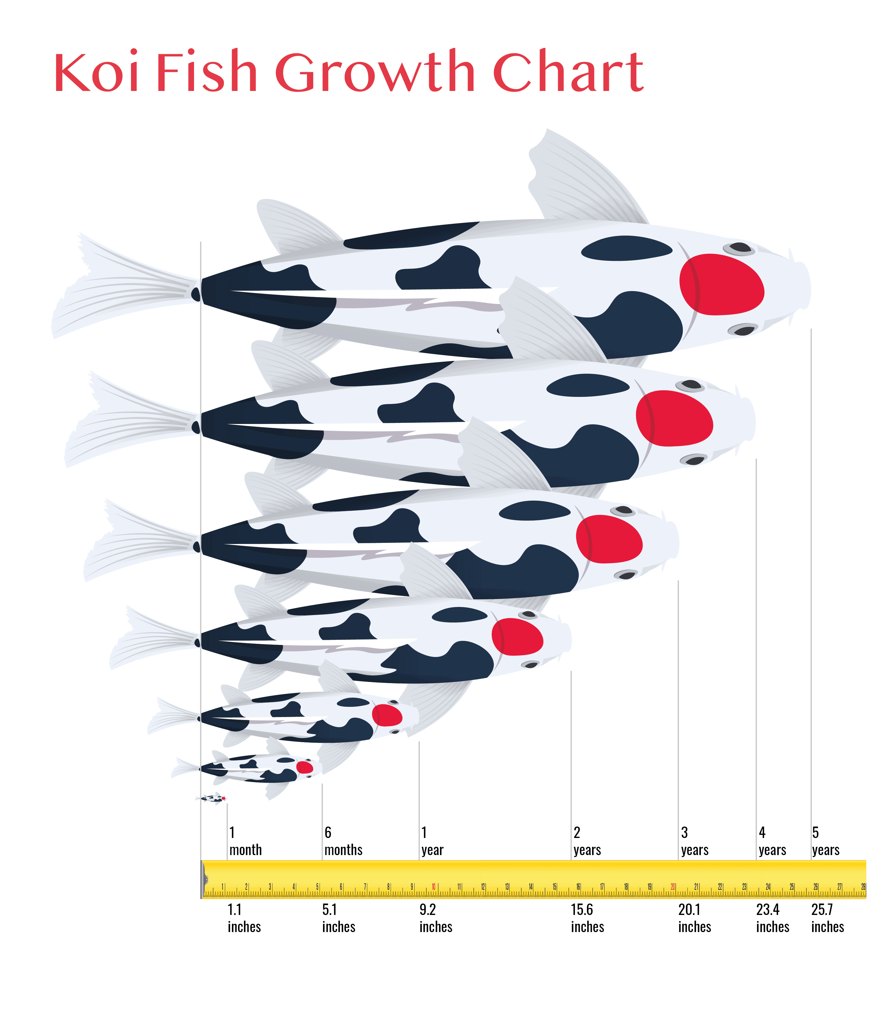 biểu đồ tăng trưởng cá koi
