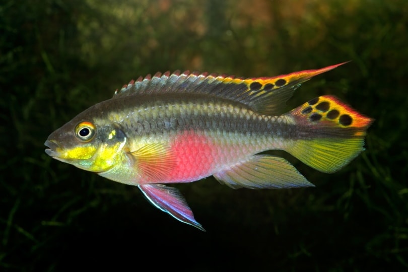 Kribensis cichlid