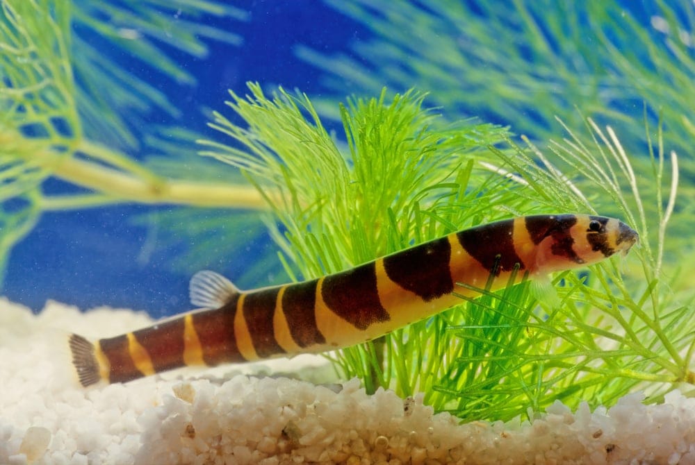 Kuhli Loach trong thủy cung