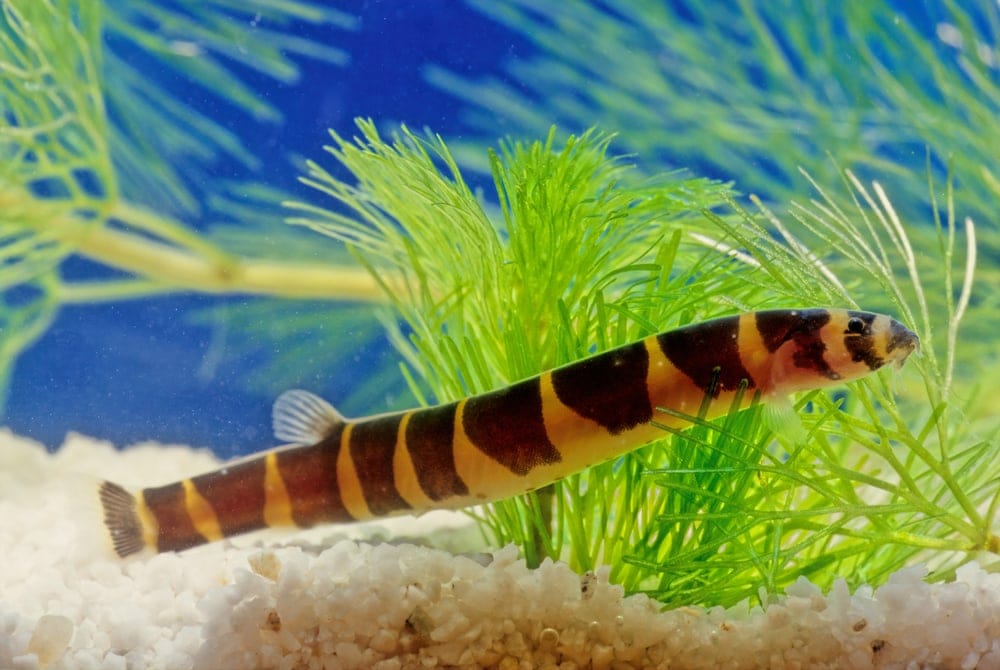 Kuhli Loach in aquarium