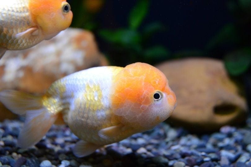 Lionchu hoặc Lionhead-ranchu_Anstey33_shutterstock