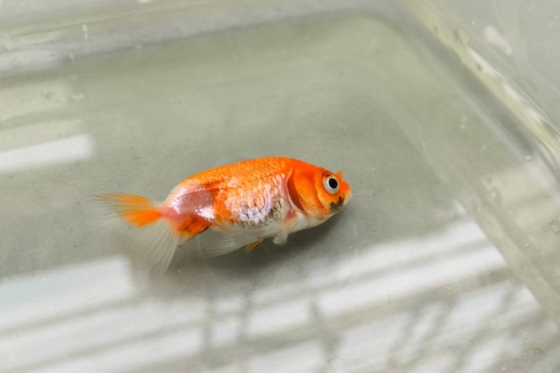 Lionhead goldfish died due to poor water quality